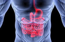 Graphical depiction of human digestive tract