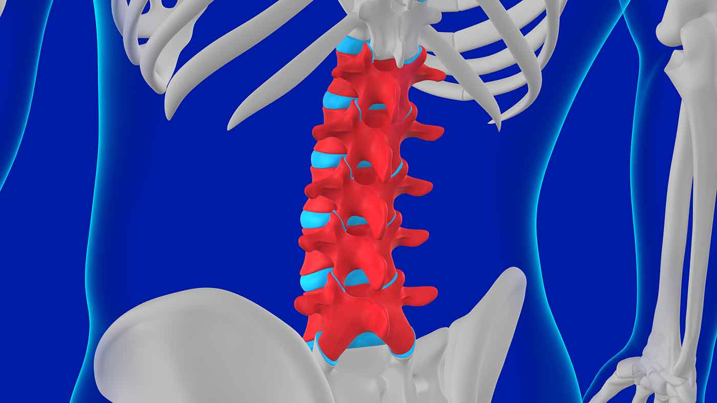 A stylized 3D illustration of human skeleton vertebral column
